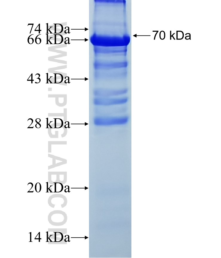 CPSF2 fusion protein Ag11950 SDS-PAGE