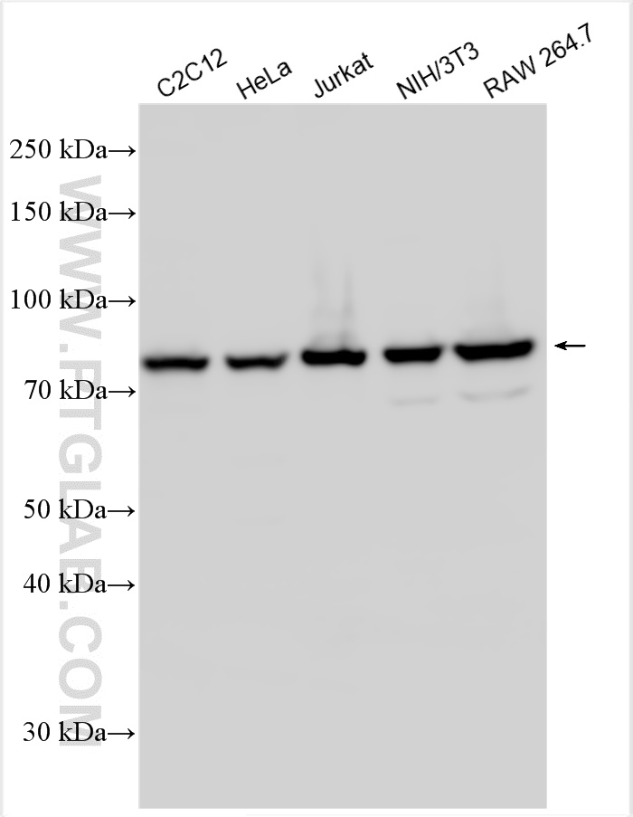 WB analysis using 11609-1-AP