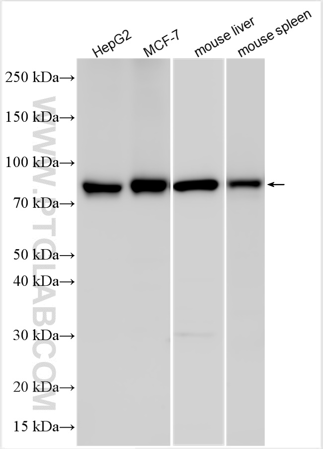 WB analysis using 15184-1-AP