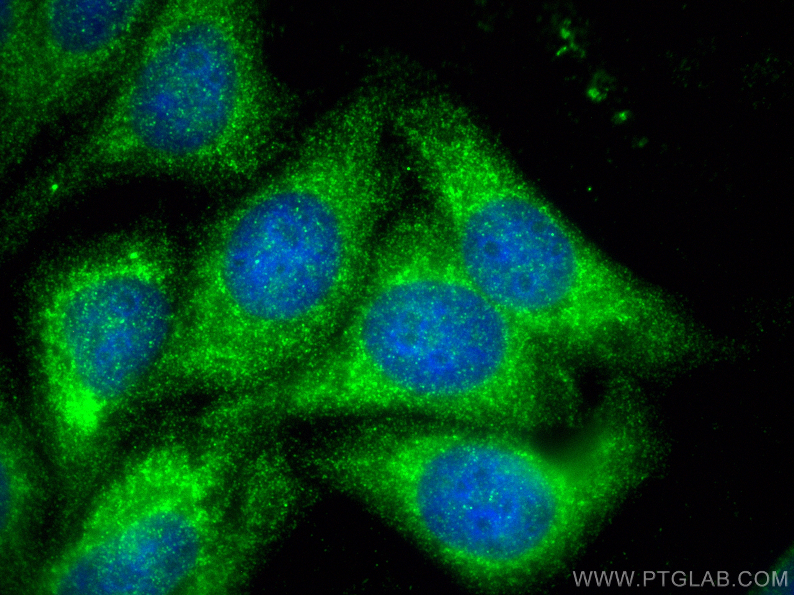 IF Staining of HepG2 using 66039-1-Ig