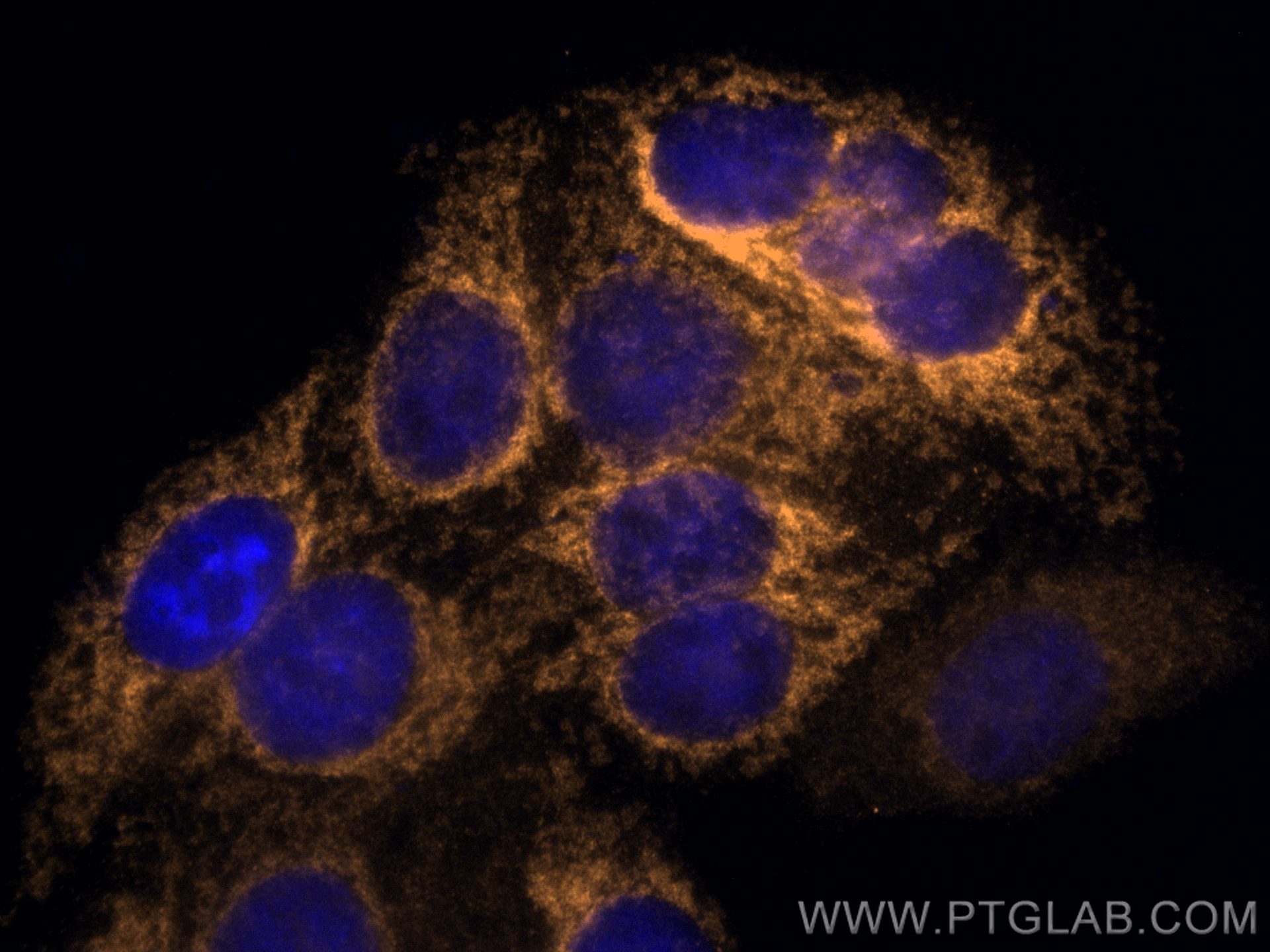 IF Staining of HepG2 using CL555-15184