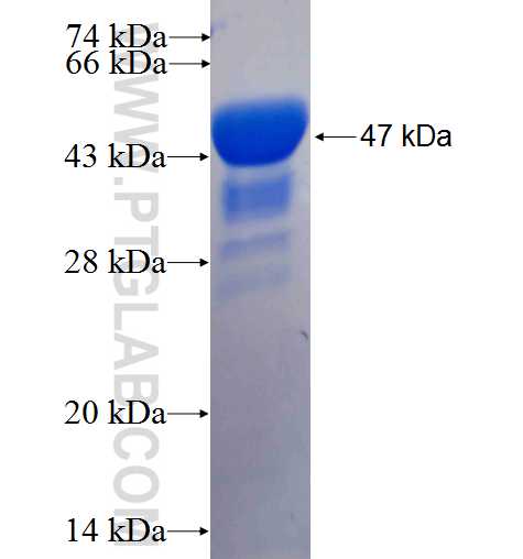 CRB1 fusion protein Ag24512 SDS-PAGE