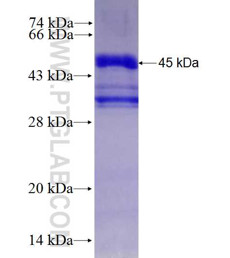 CRB2 fusion protein Ag27826 SDS-PAGE