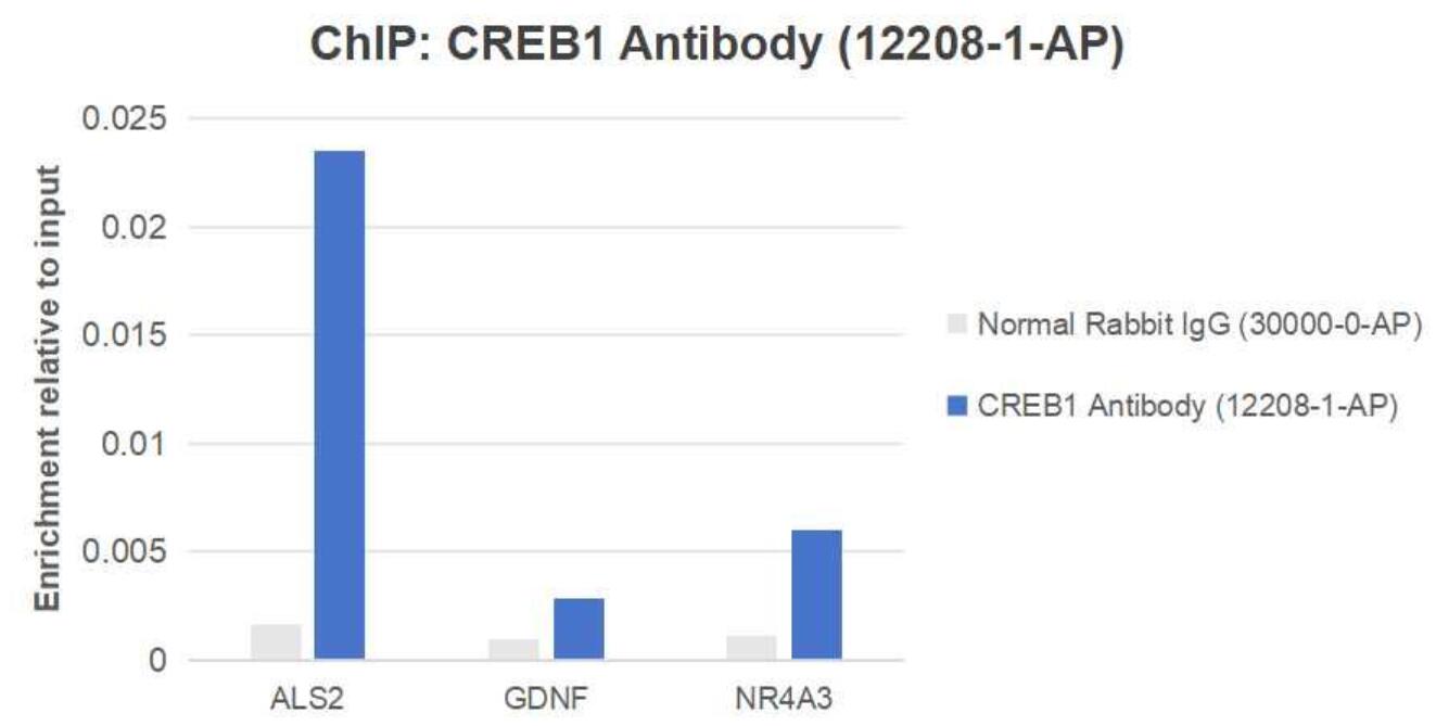 ChIP experiment of HEK-293 using 12208-1-AP