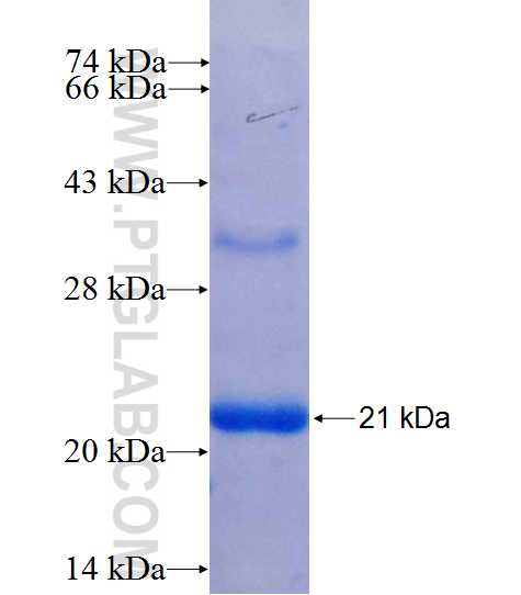 CRELD2 fusion protein Ag25562 SDS-PAGE