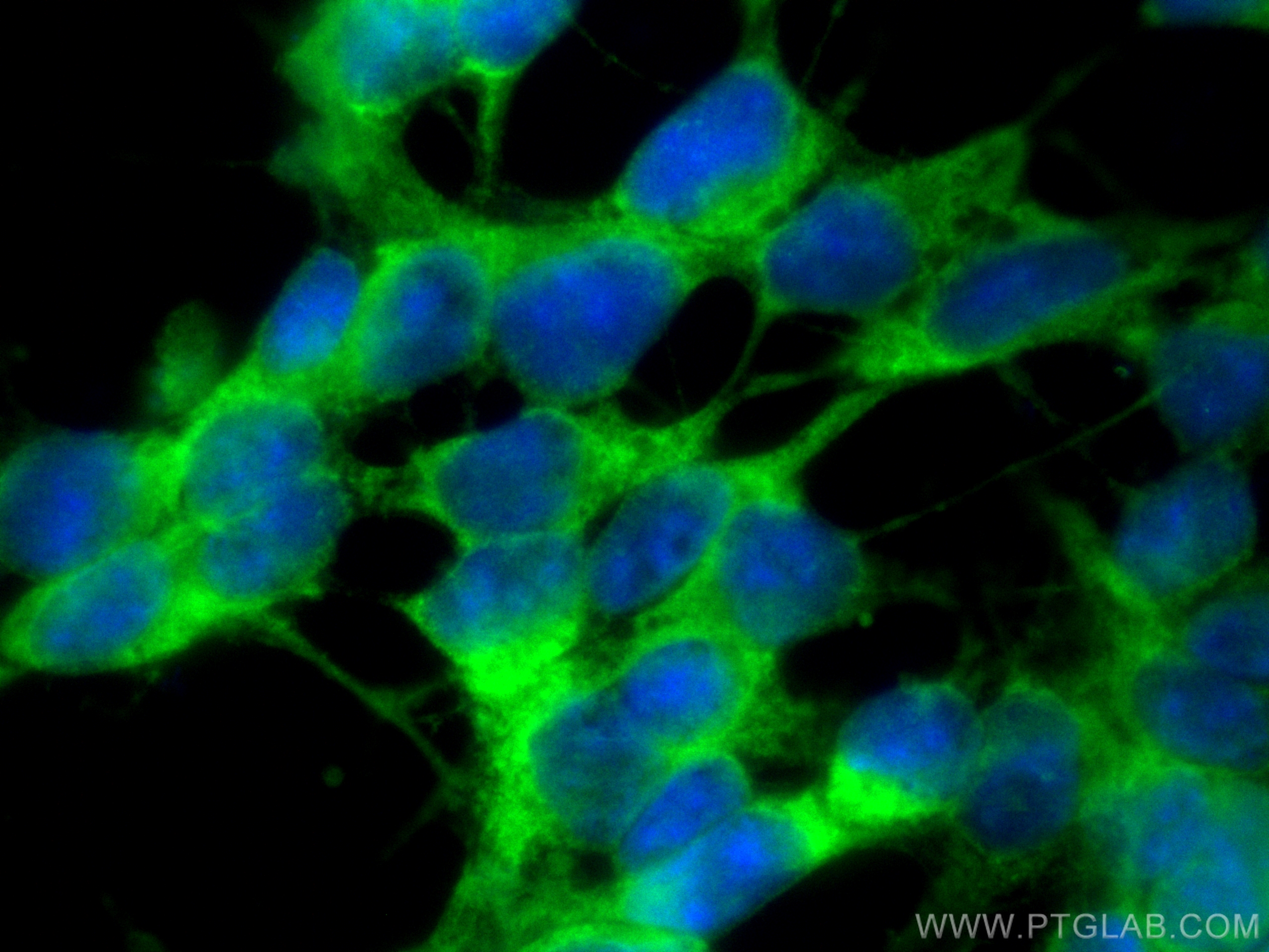 IF Staining of SH-SY5Y using CL488-68021