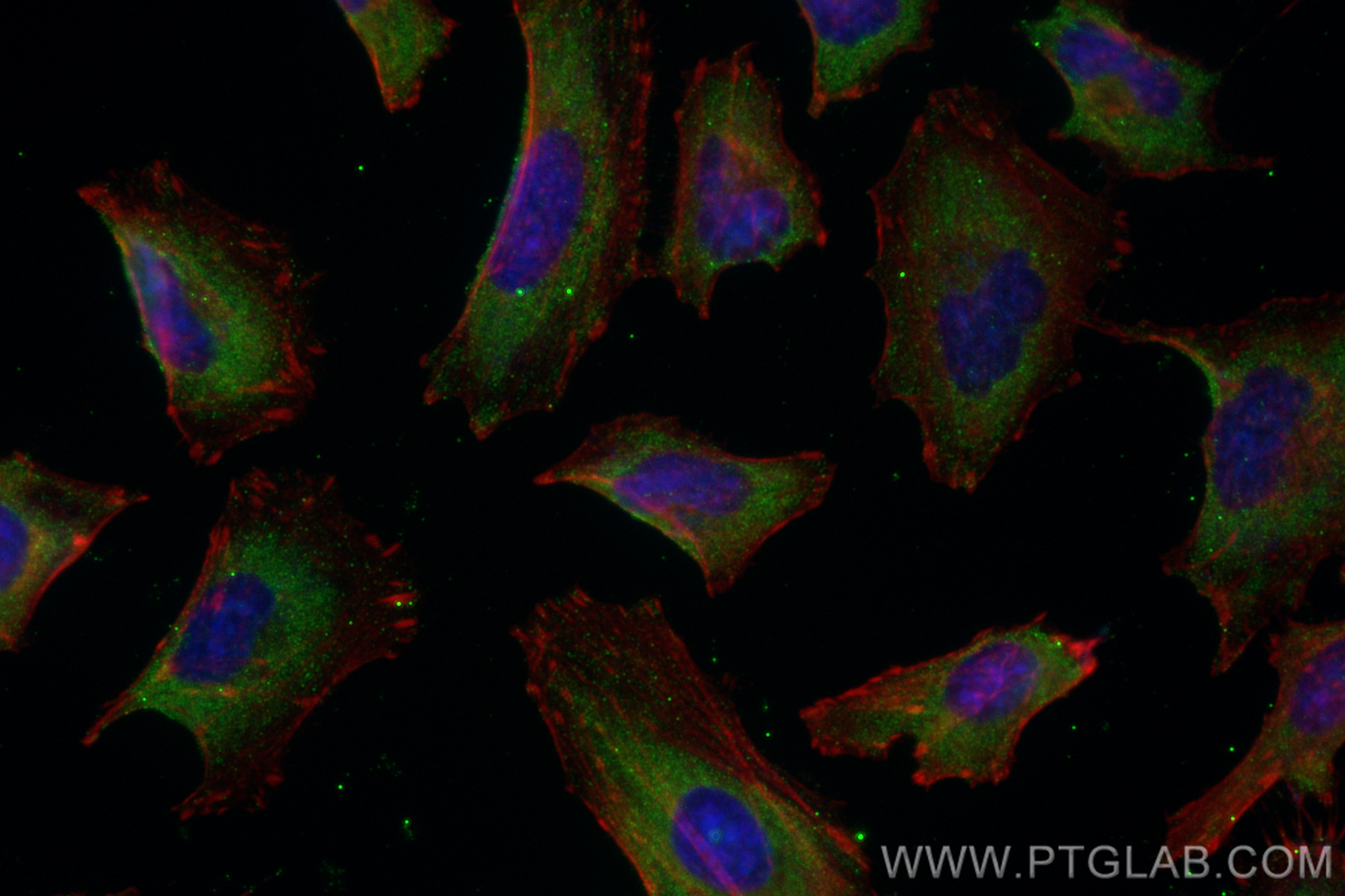 IF Staining of HeLa using CL488-68276