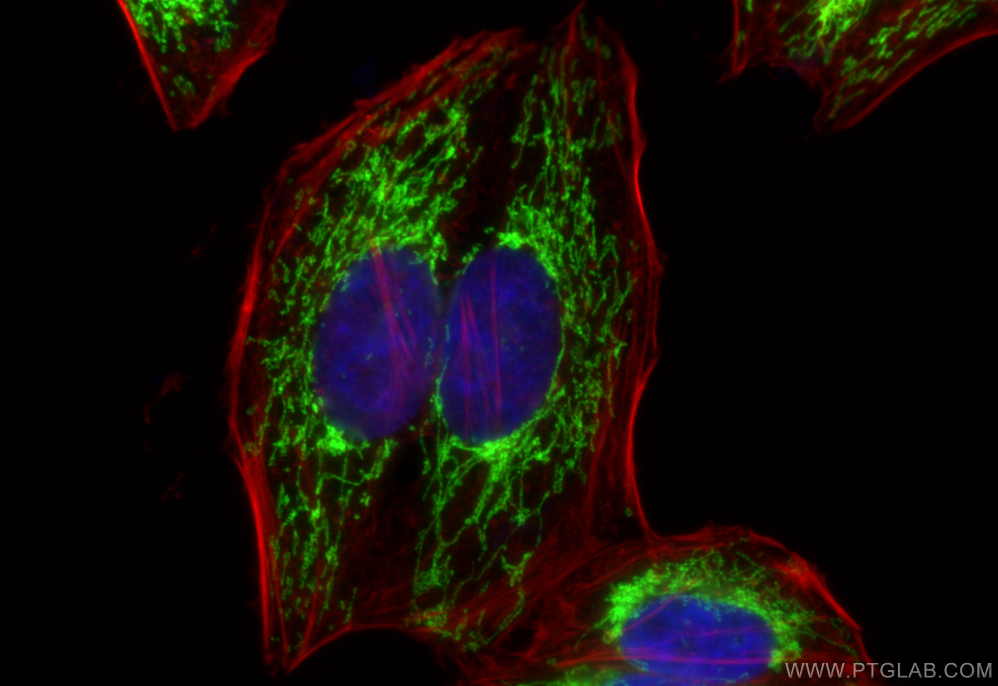 IF Staining of HepG2 using 16131-1-AP