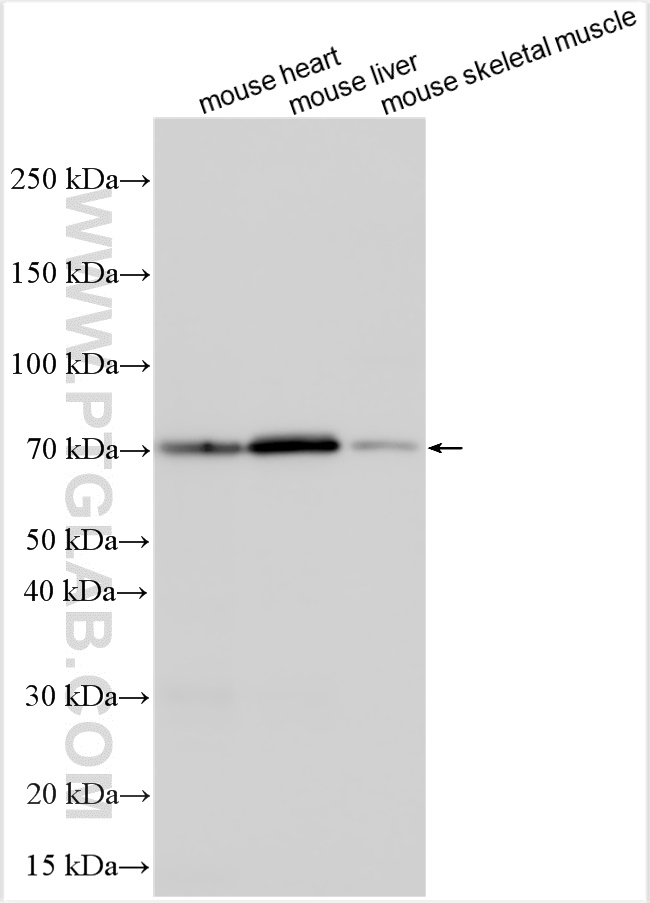 CSDA