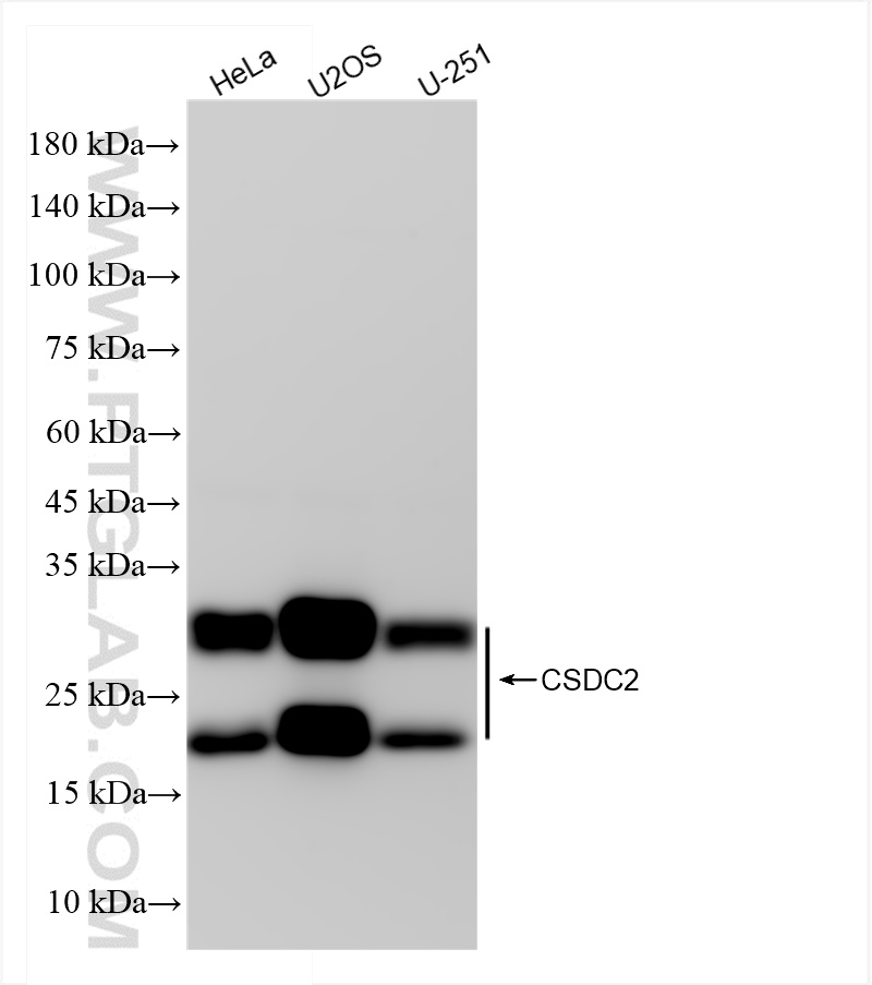 WB analysis using 83886-5-RR (same clone as 83886-5-PBS)