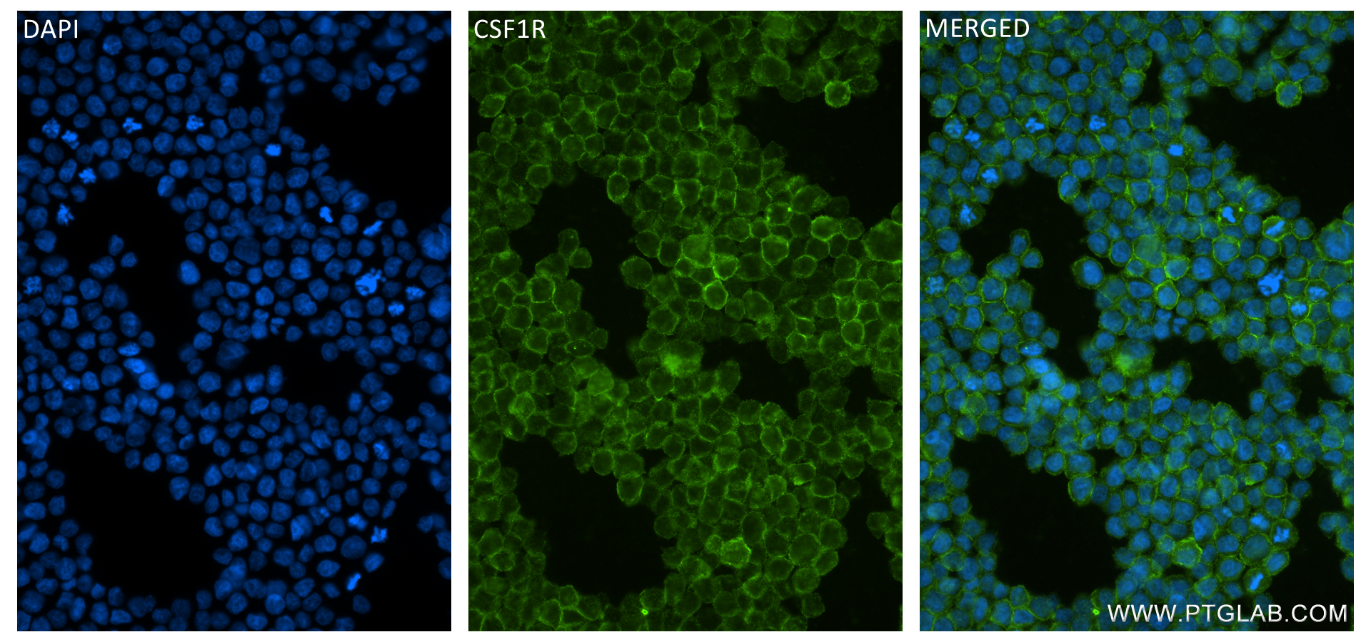 IF Staining of THP-1 using 84477-6-RR