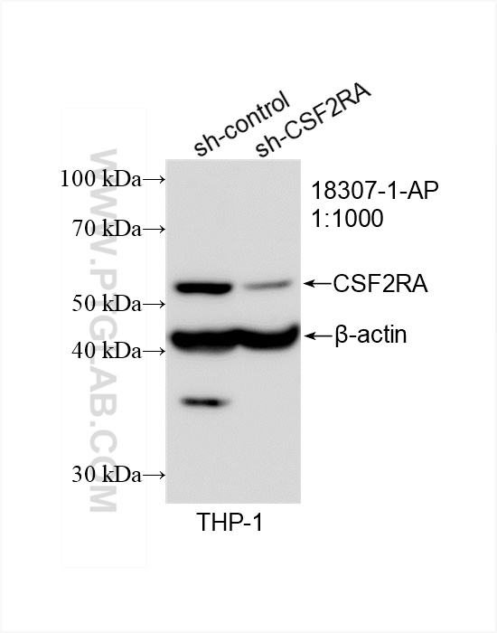 WB analysis of THP-1 using 18307-1-AP