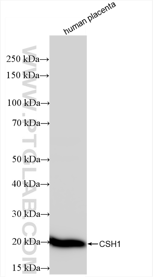 WB analysis of human placenta using 84361-2-RR