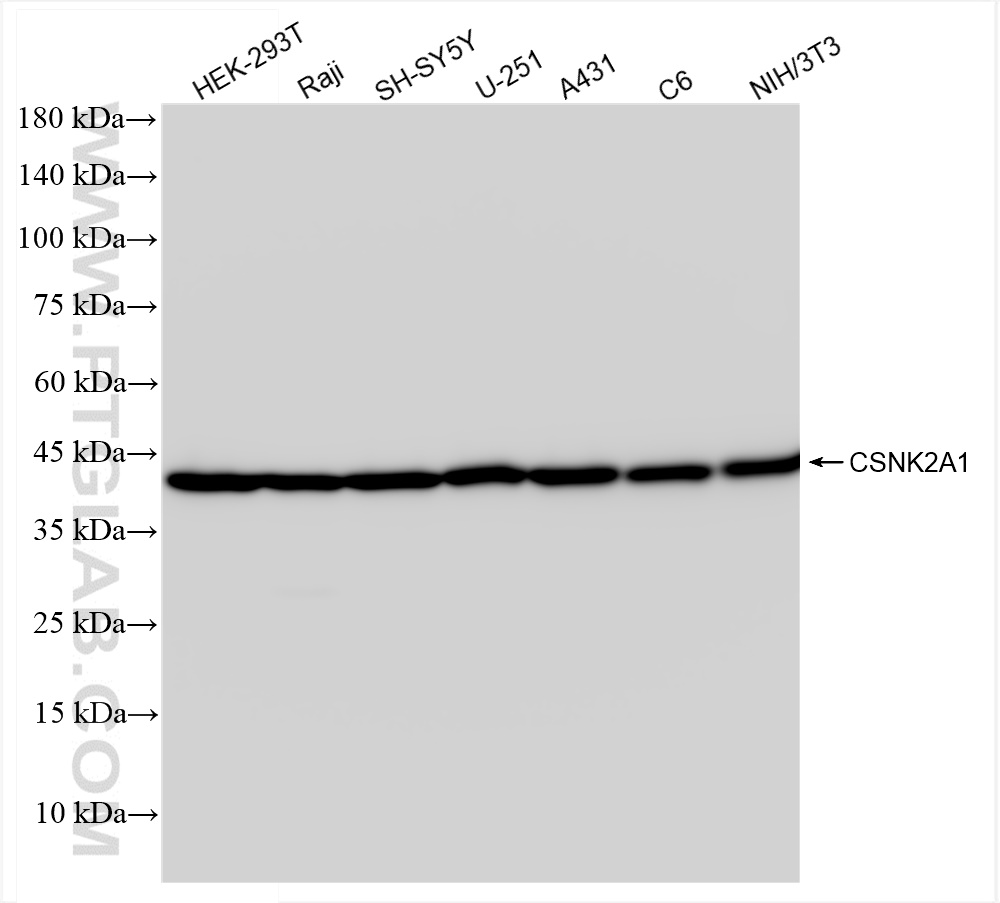 WB analysis using 83805-4-RR