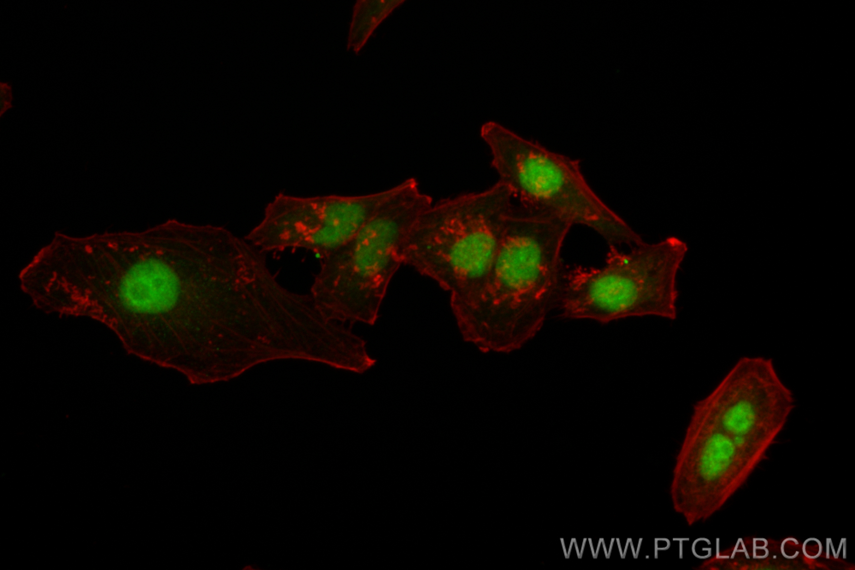 IF Staining of HepG2 using CL488-83805-4