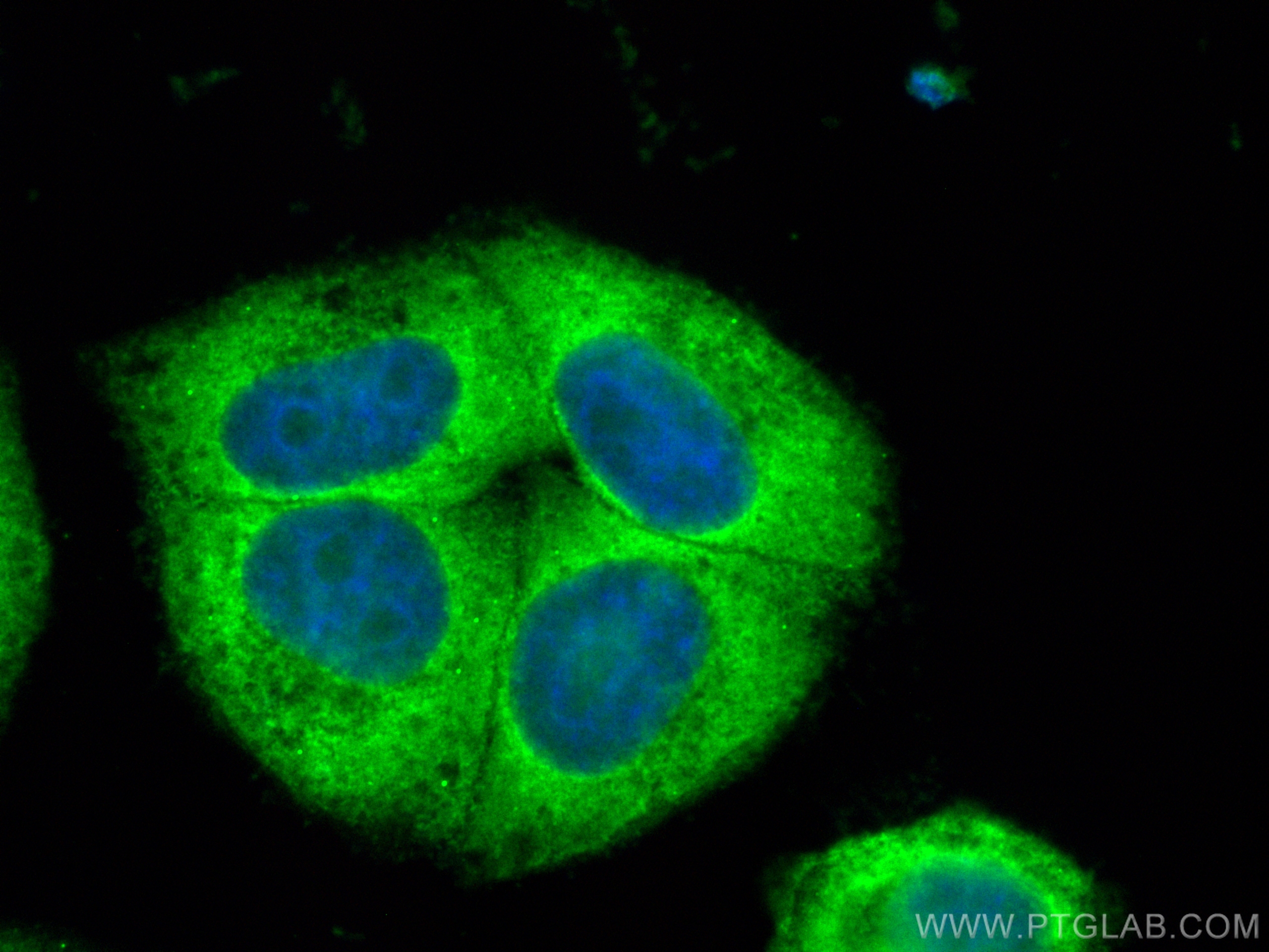 IF Staining of HepG2 using CL488-10606