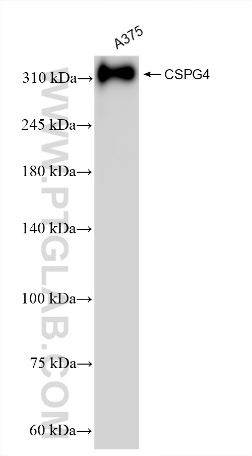 WB analysis of A375 using 83716-1-RR (same clone as 83716-1-PBS)