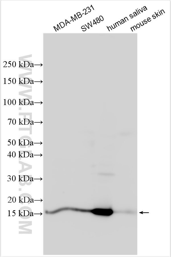 WB analysis using 16025-1-AP (same clone as 16025-1-PBS)