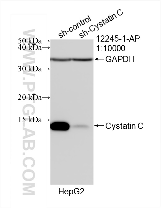 WB analysis of HepG2 using 12245-1-AP