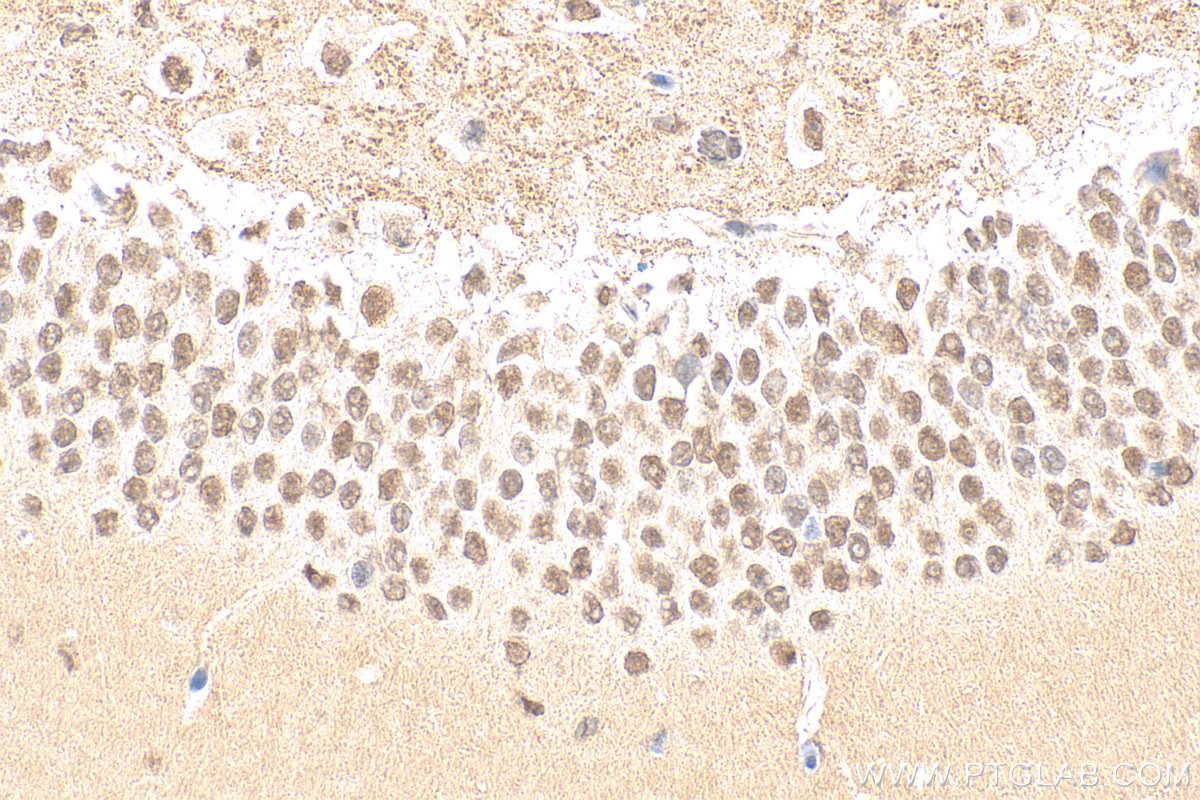 IHC staining of mouse brain using 10972-1-AP