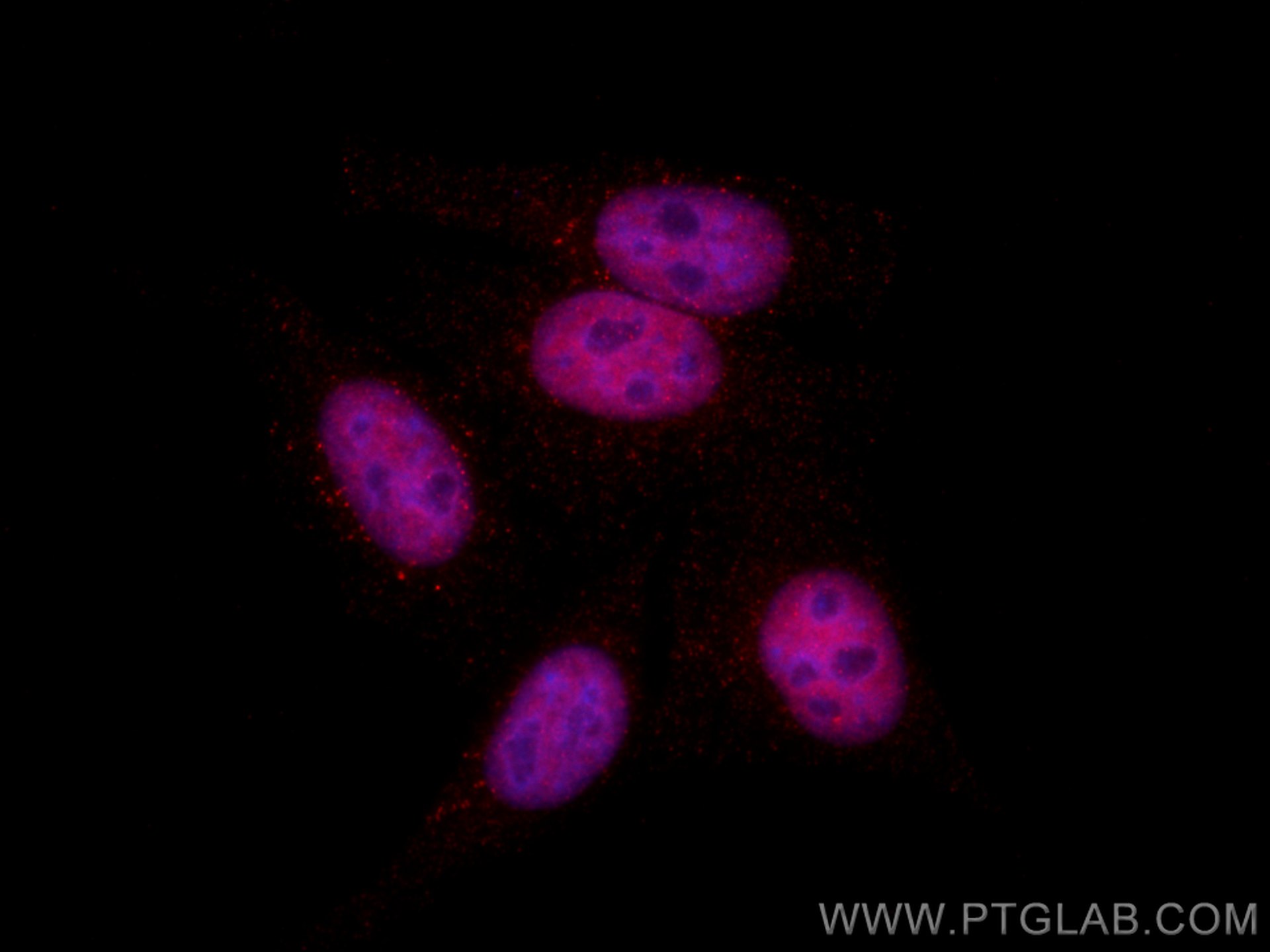 IF Staining of HepG2 using CL594-66995