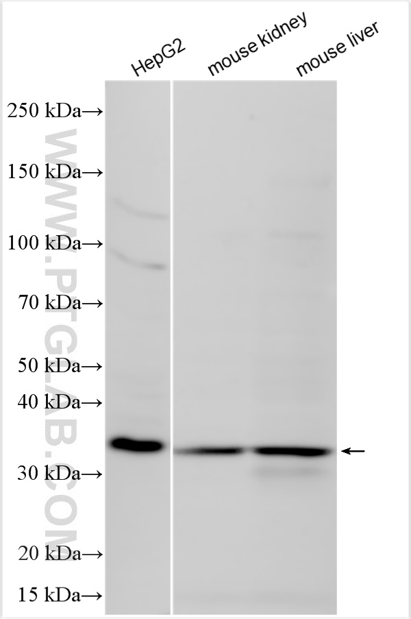 WB analysis using 10952-1-AP