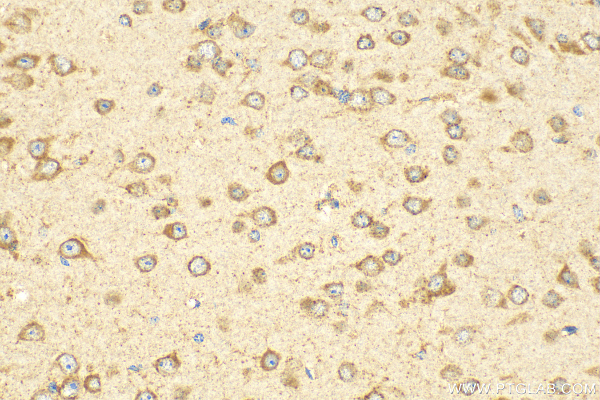 IHC staining of mouse brain using 23903-1-AP