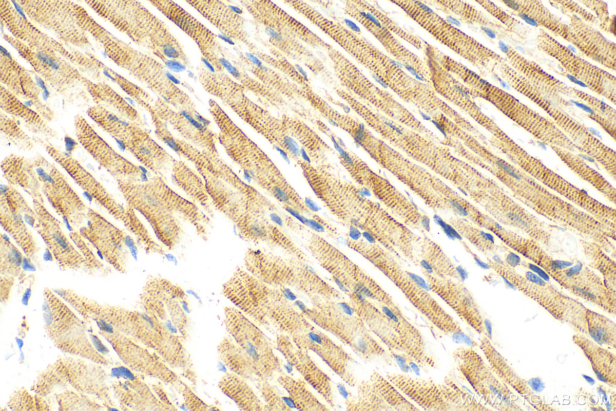 IHC staining of mouse heart using 23903-1-AP