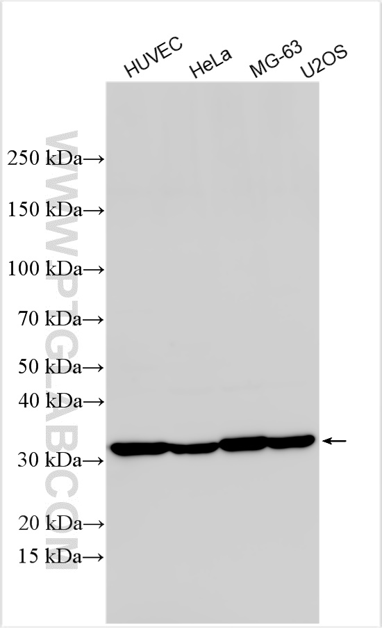 WB analysis using 25474-1-AP