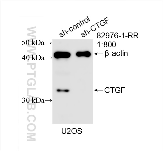 WB analysis of U2OS using 82976-1-RR (same clone as 82976-1-PBS)