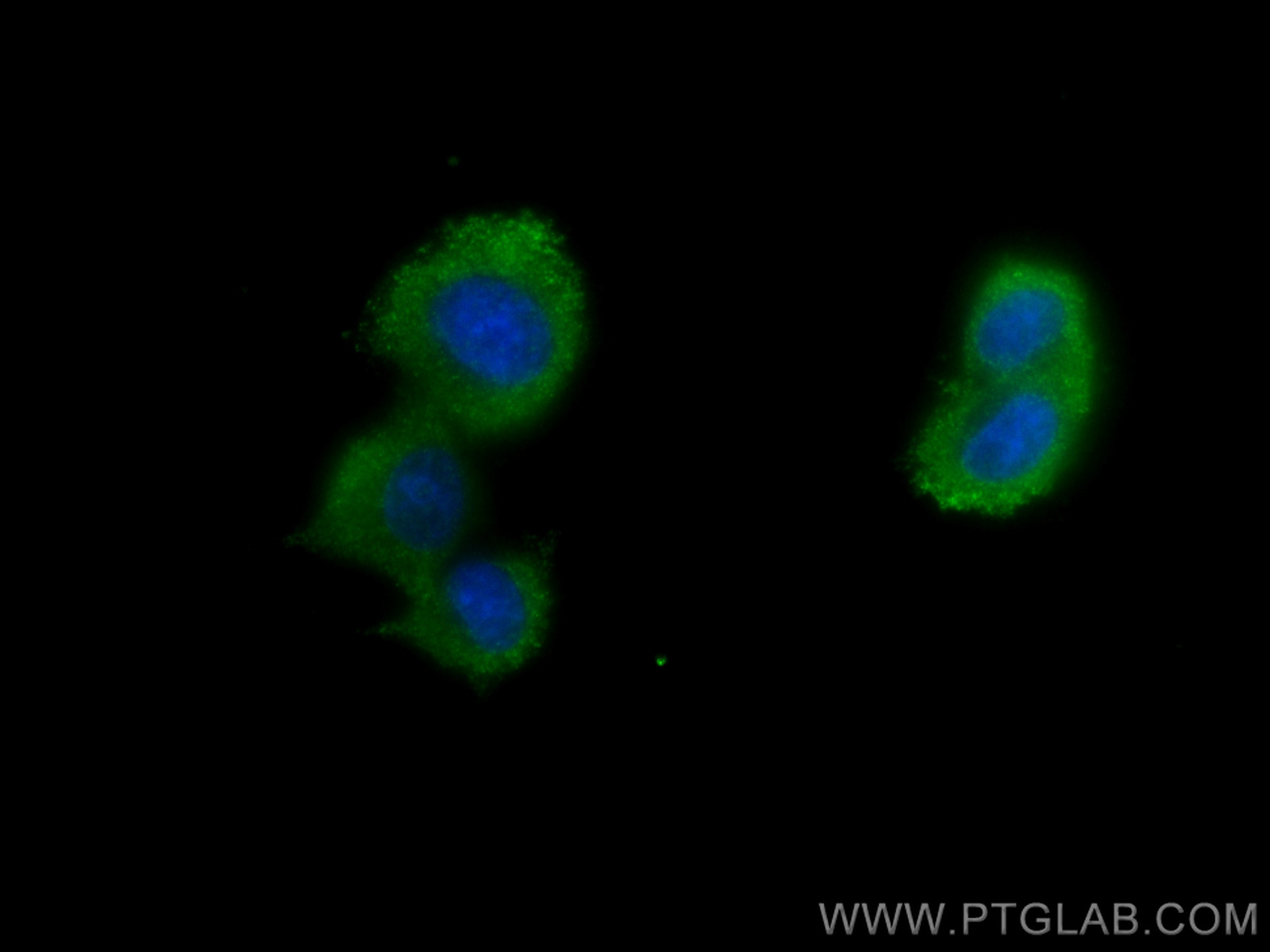 IF Staining of PC-12 using 67734-1-Ig (same clone as 67734-1-PBS)