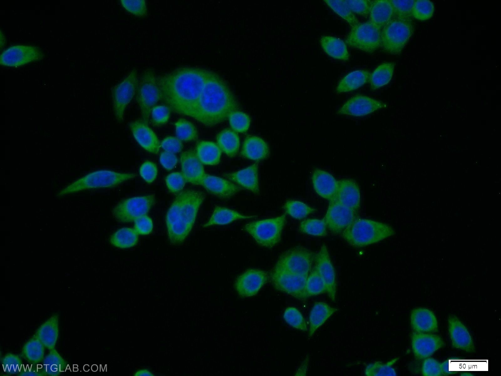 IF Staining of BxPC-3 using 14856-1-AP