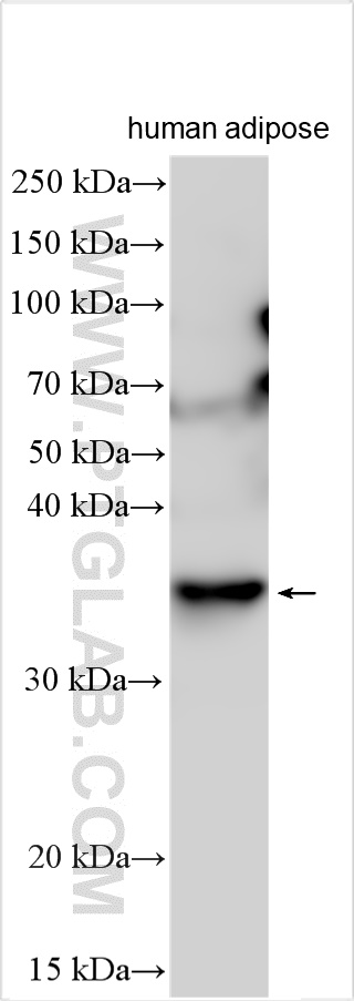 WB analysis using 30289-1-AP