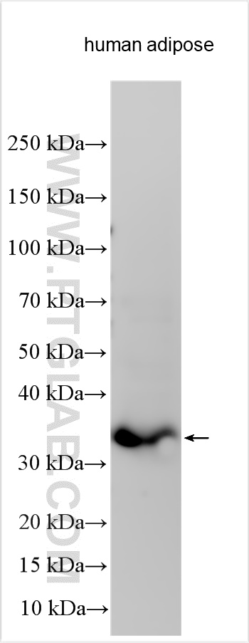 WB analysis using 30289-1-AP