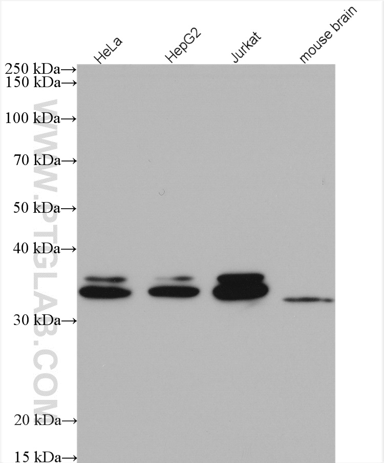 WB analysis using 20123-1-AP