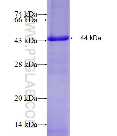 CUL1 fusion protein Ag28399 SDS-PAGE
