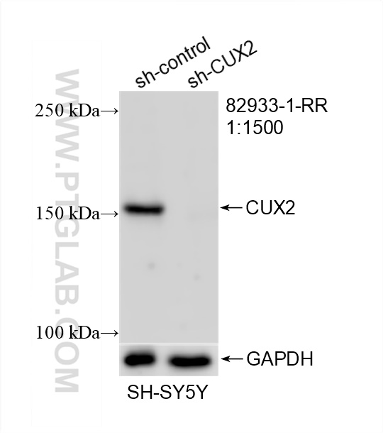 WB analysis of SH-SY5Y using 82933-1-RR