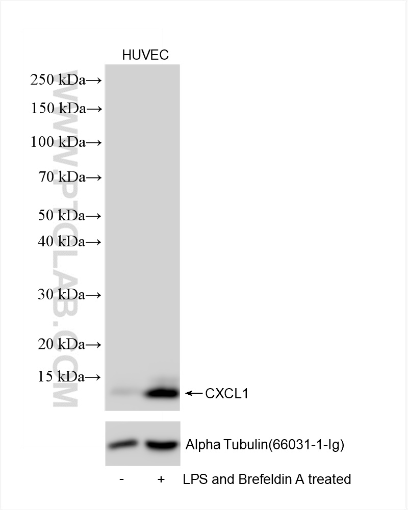 WB analysis of HUVEC using 83937-3-RR (same clone as 83937-3-PBS)