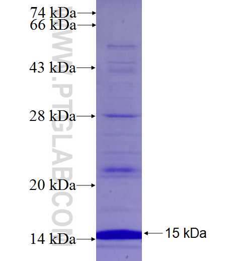 CXCL14 fusion protein Ag26610 SDS-PAGE