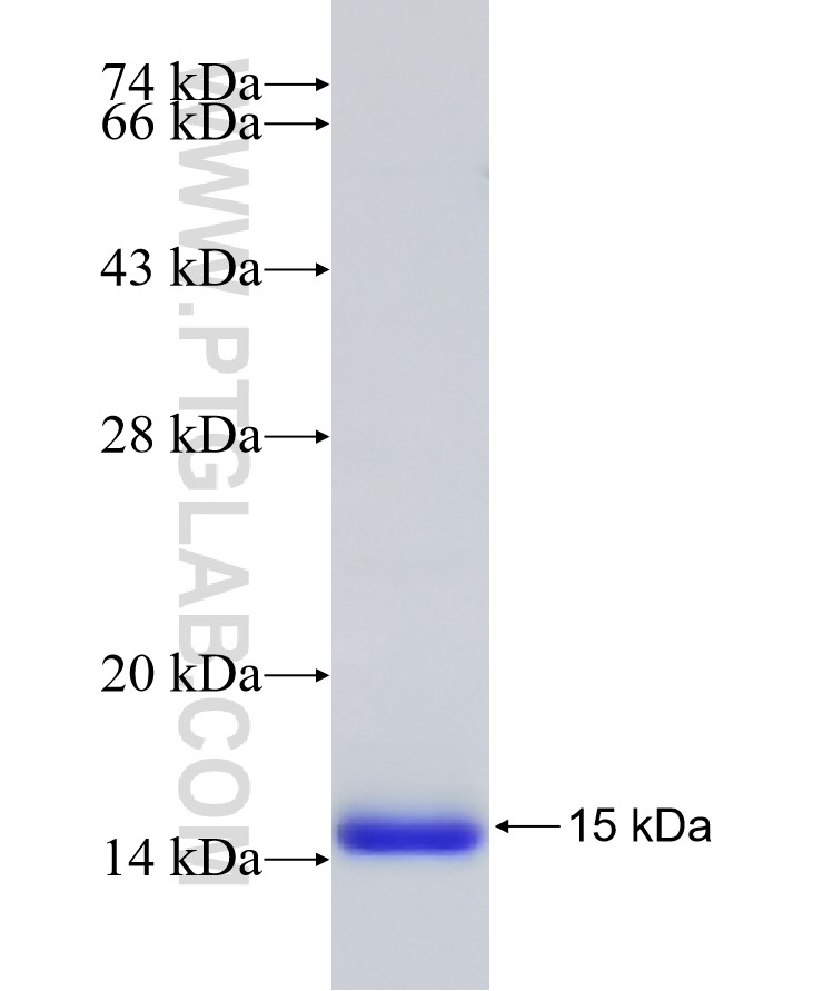 CXCL8/IL-8 fusion protein Ag17729 SDS-PAGE