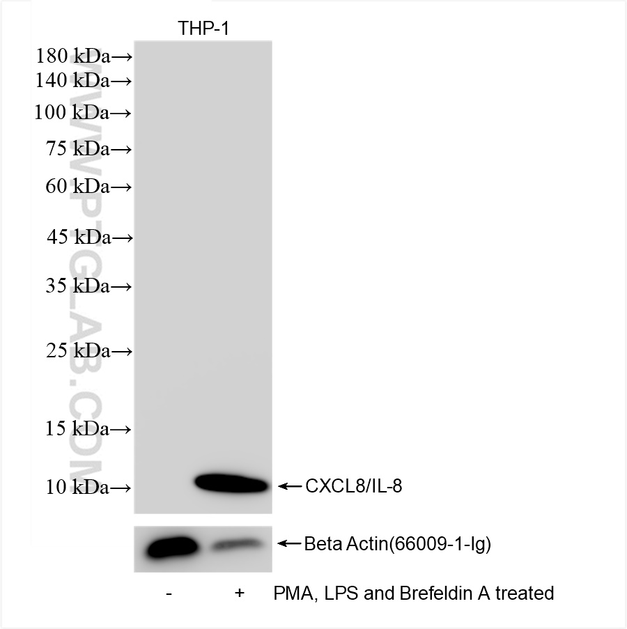 WB analysis of THP-1 using 83903-4-RR (same clone as 83903-4-PBS)