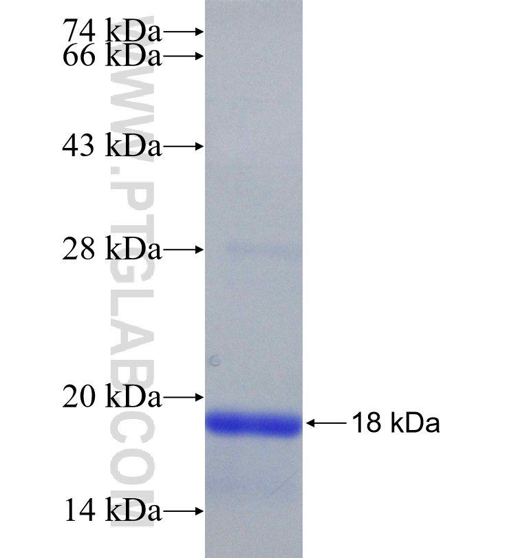 CXCL9 fusion protein Ag19322 SDS-PAGE
