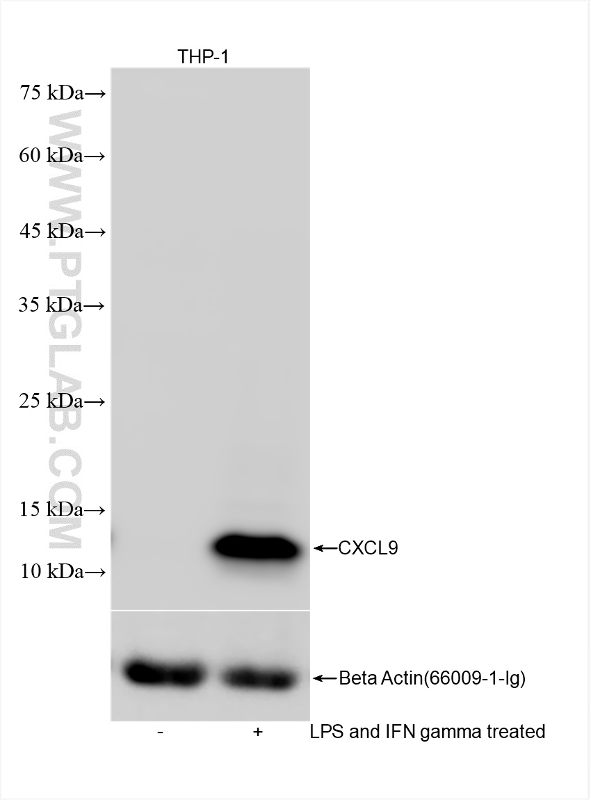 WB analysis using 84427-4-RR