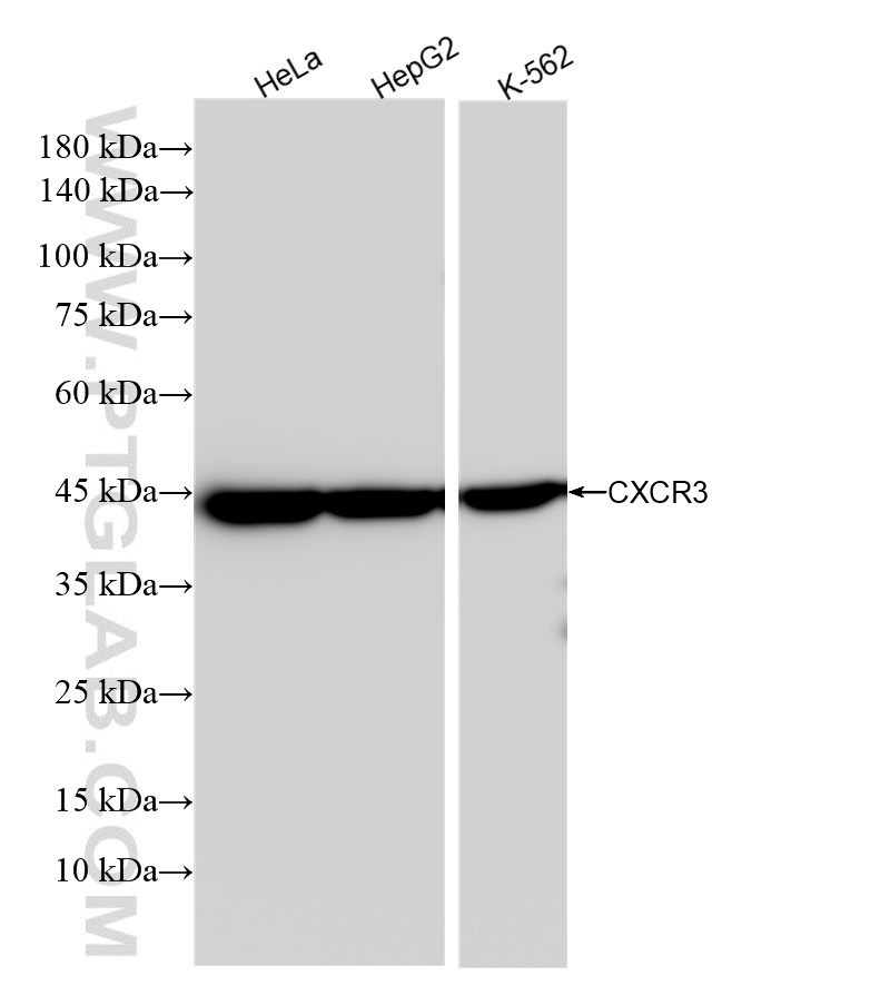 WB analysis using 84655-5-RR