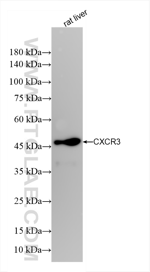 CXCR3