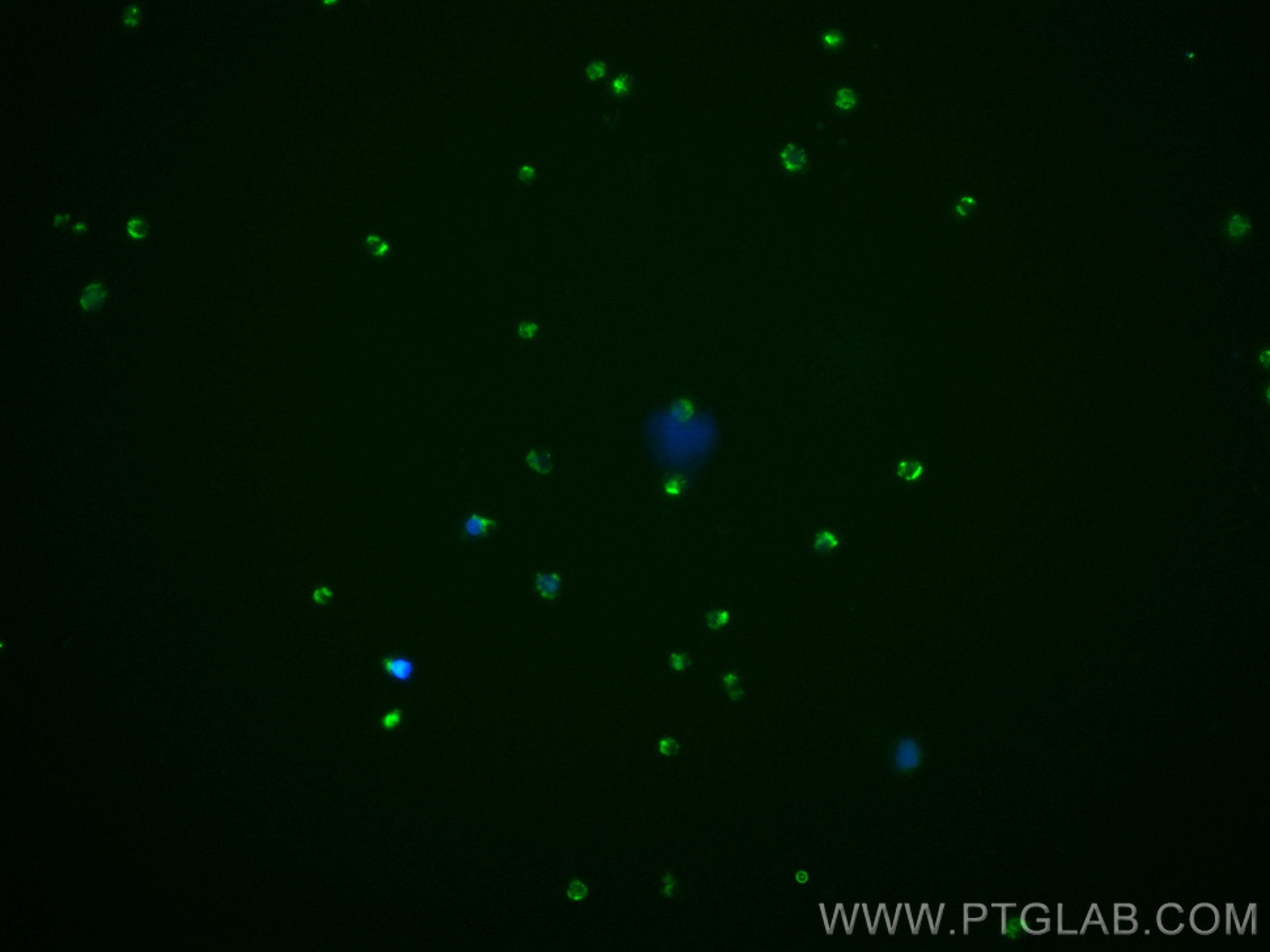 IF Staining of U-937 using CL488-60065