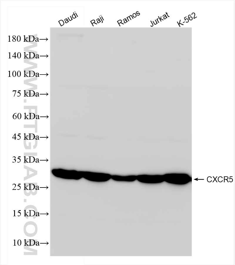 WB analysis using 84639-2-RR