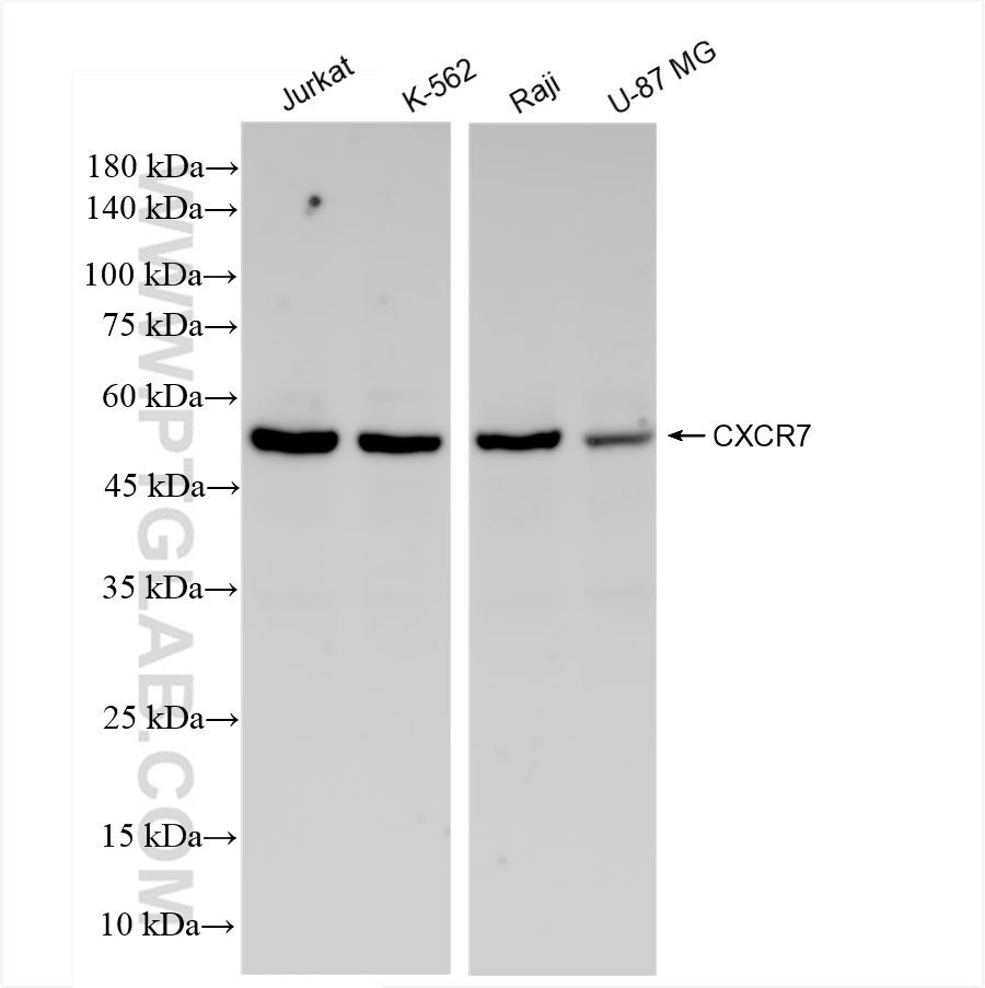 WB analysis using 83927-1-RR (same clone as 83927-1-PBS)