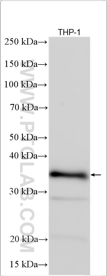 WB analysis using 30244-1-AP