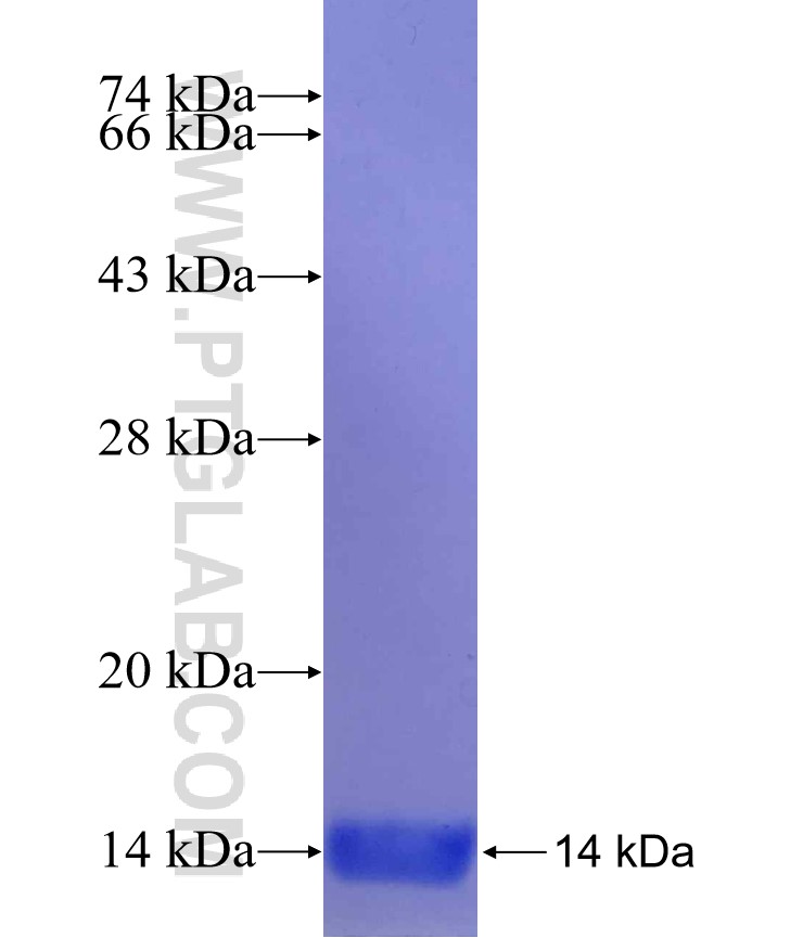 CYB561 fusion protein Ag30043 SDS-PAGE